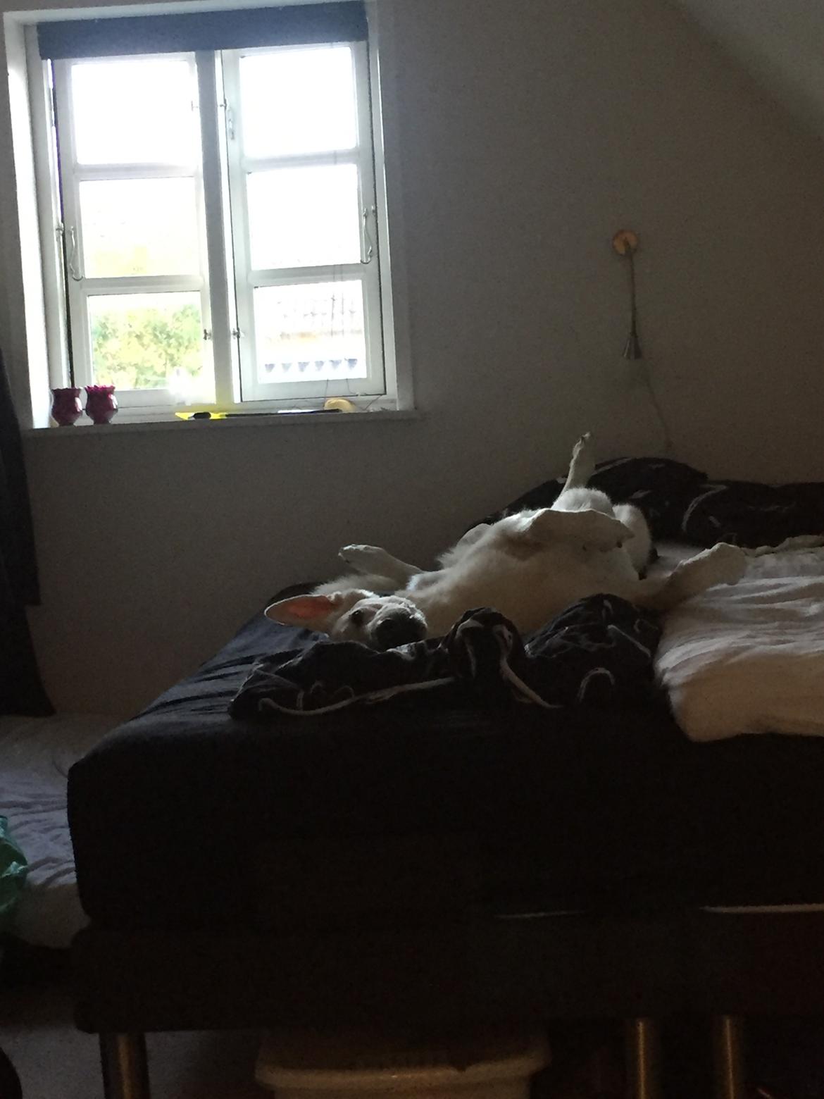 Schæferhund Carlos  billede 7