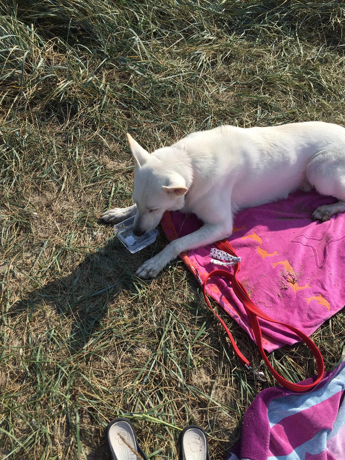 Schæferhund Carlos  billede 6