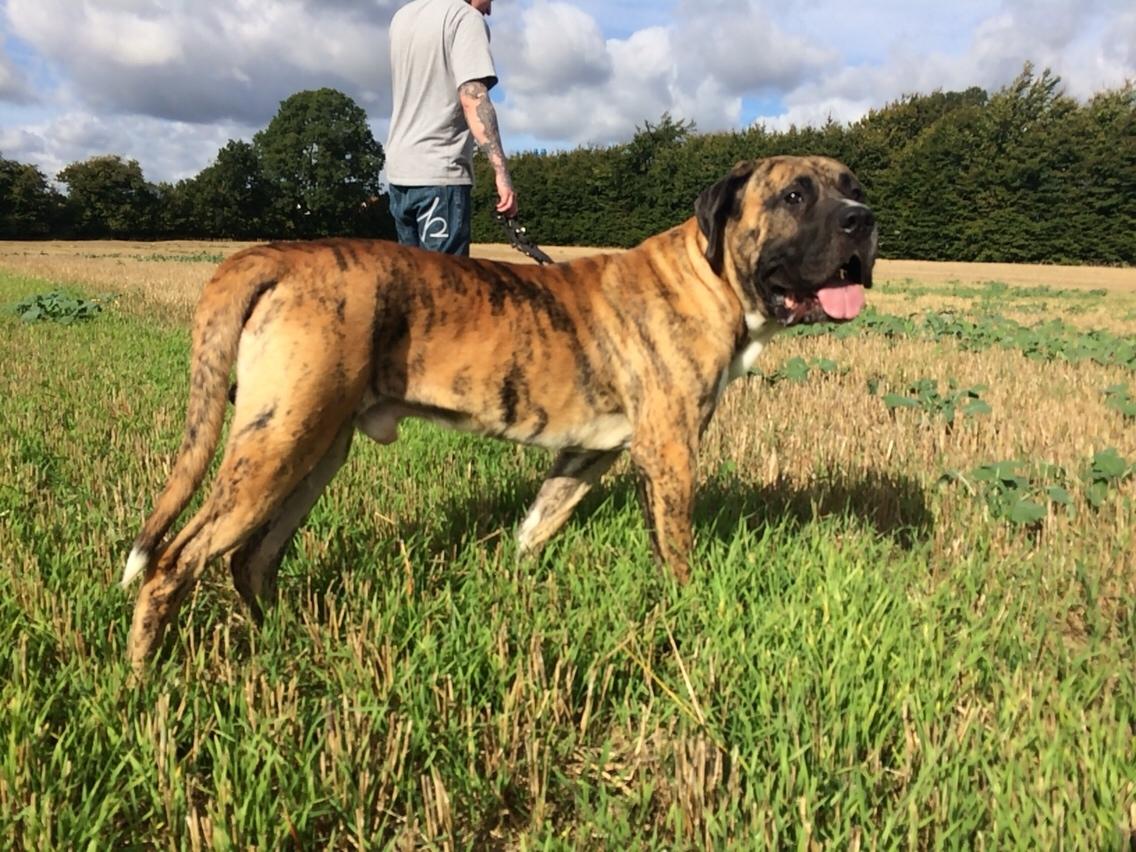 Dogo canario Armani Fuerza Bull (Manne) billede 1