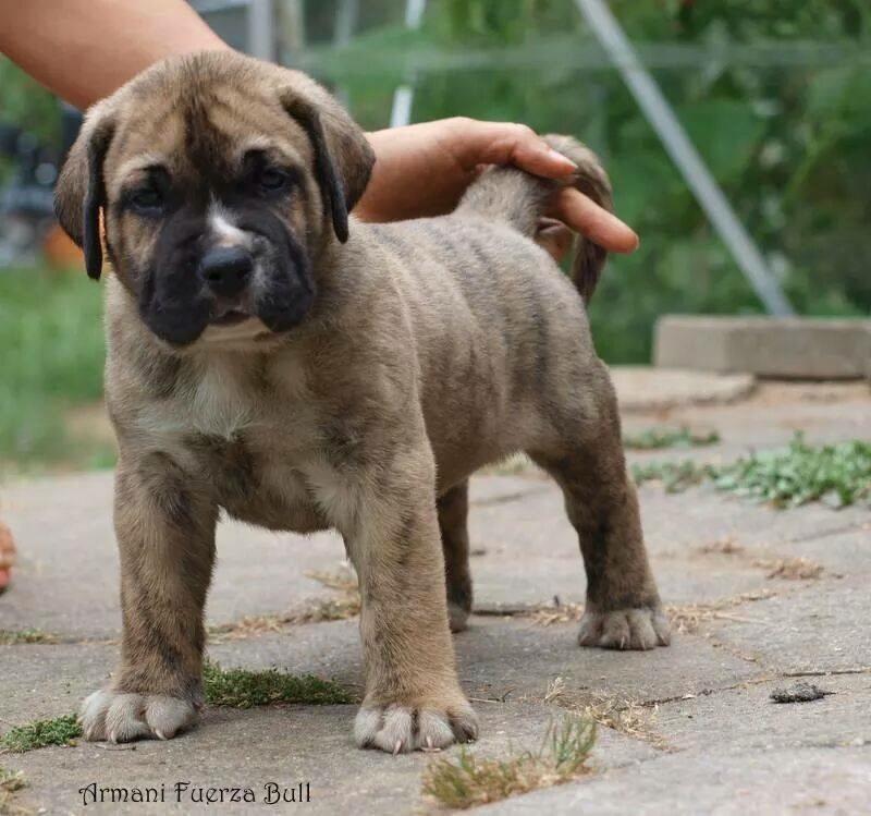 Dogo canario Armani Fuerza Bull (Manne) billede 7