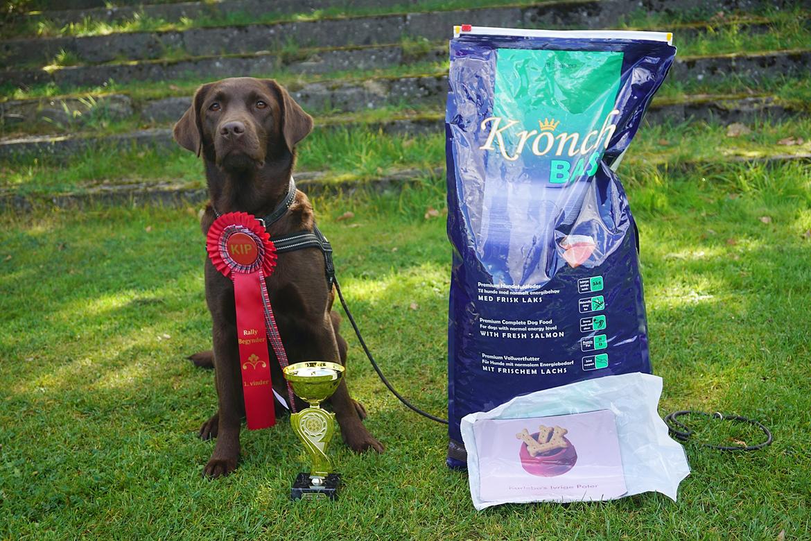 Labrador retriever Dumle billede 4