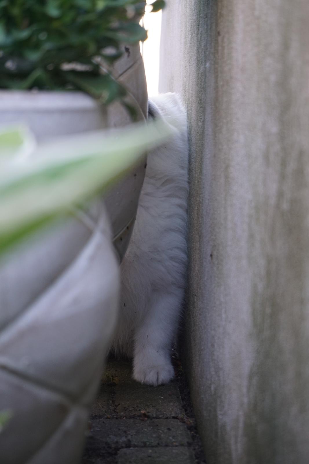 Samojedhund White Samara's Express Estella billede 2