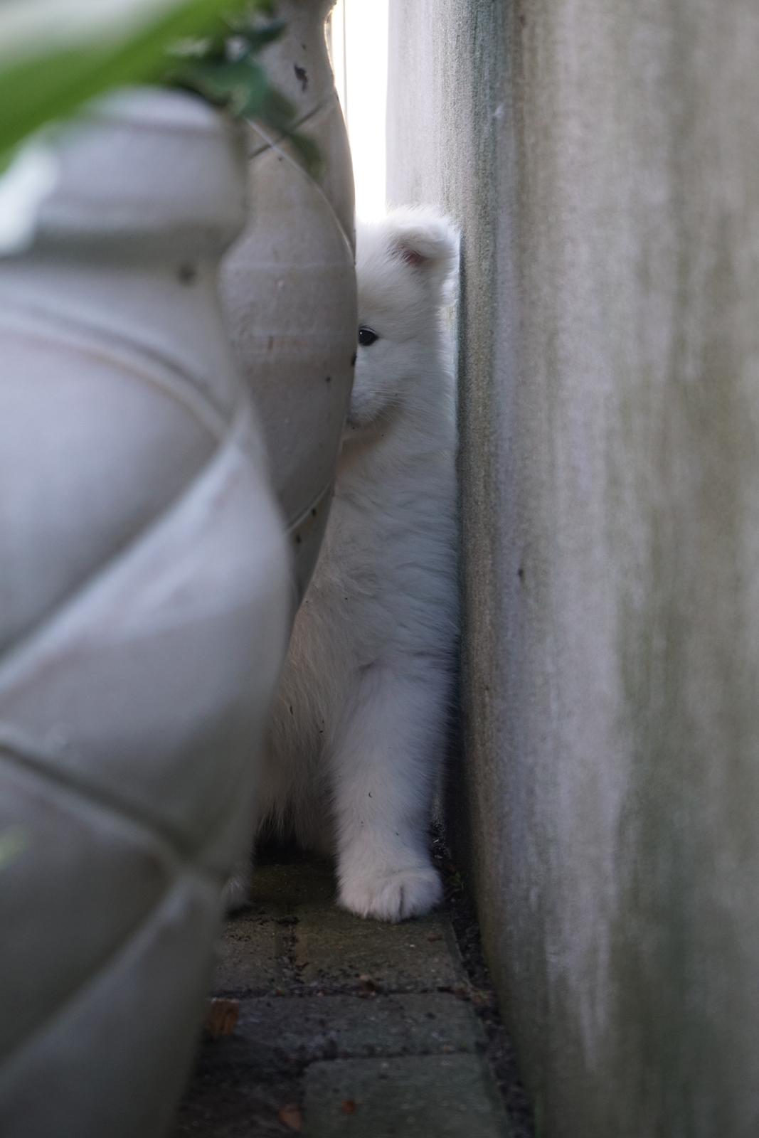 Samojedhund White Samara's Express Estella billede 3