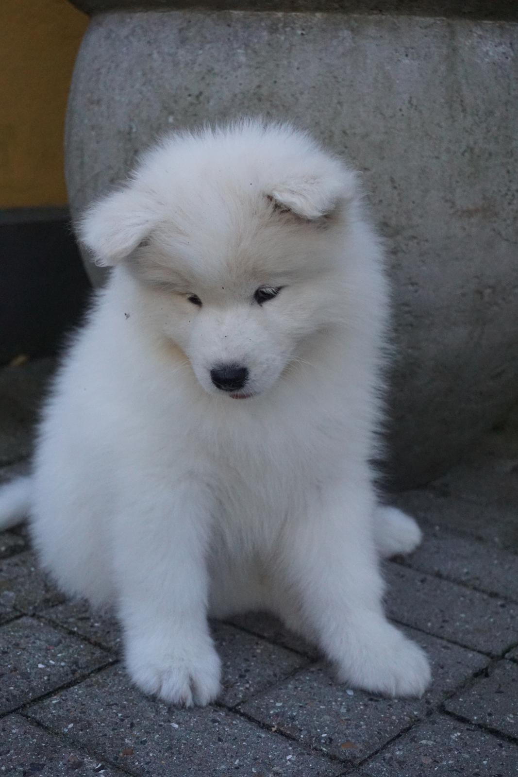 Samojedhund White Samara's Express Estella billede 5