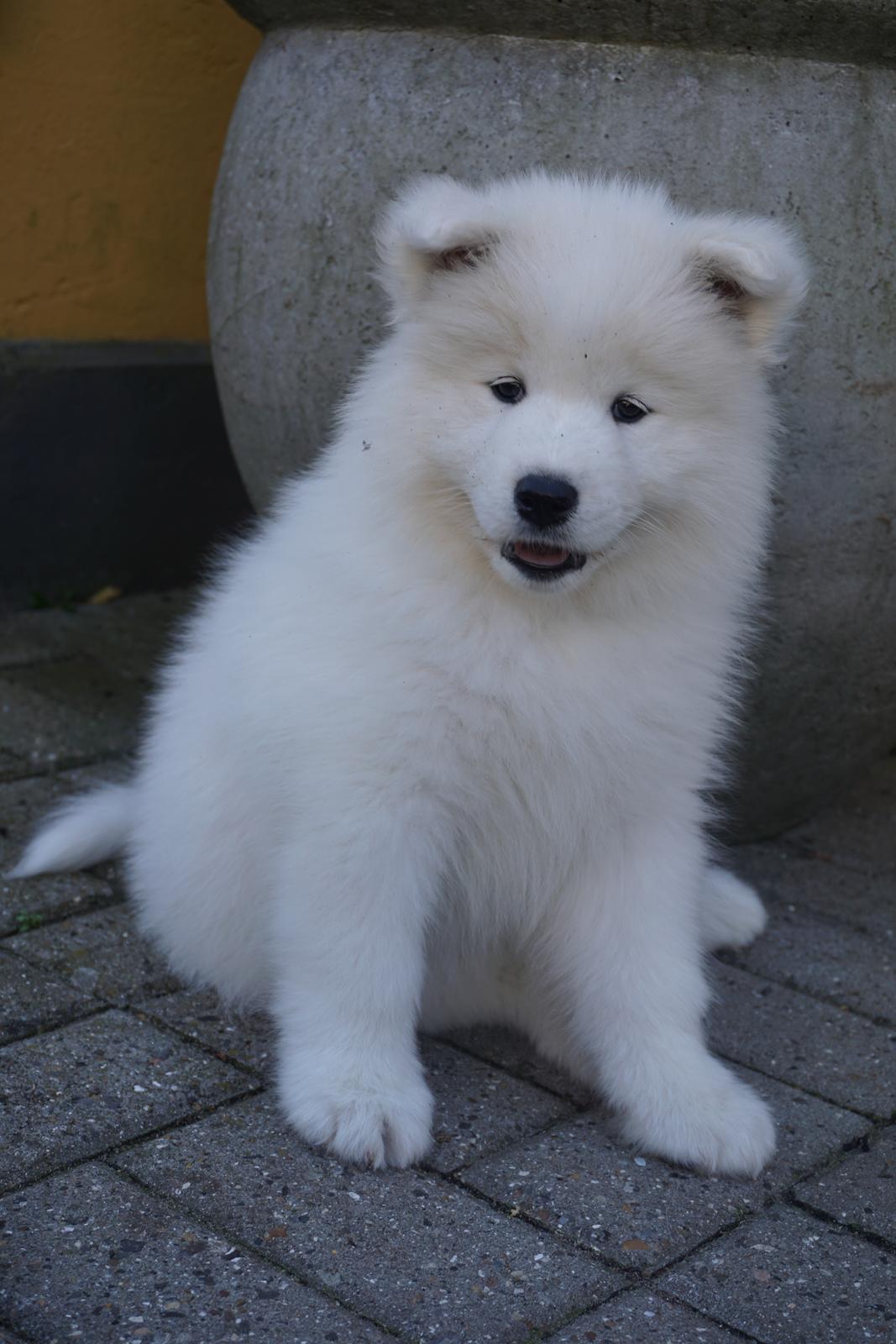 Samojedhund White Samara's Express Estella billede 1