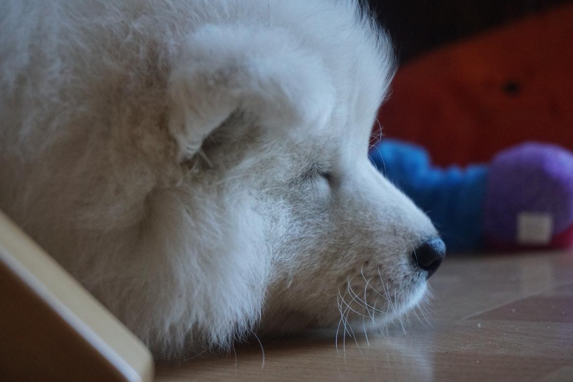 Samojedhund White Samara's Express Estella billede 6