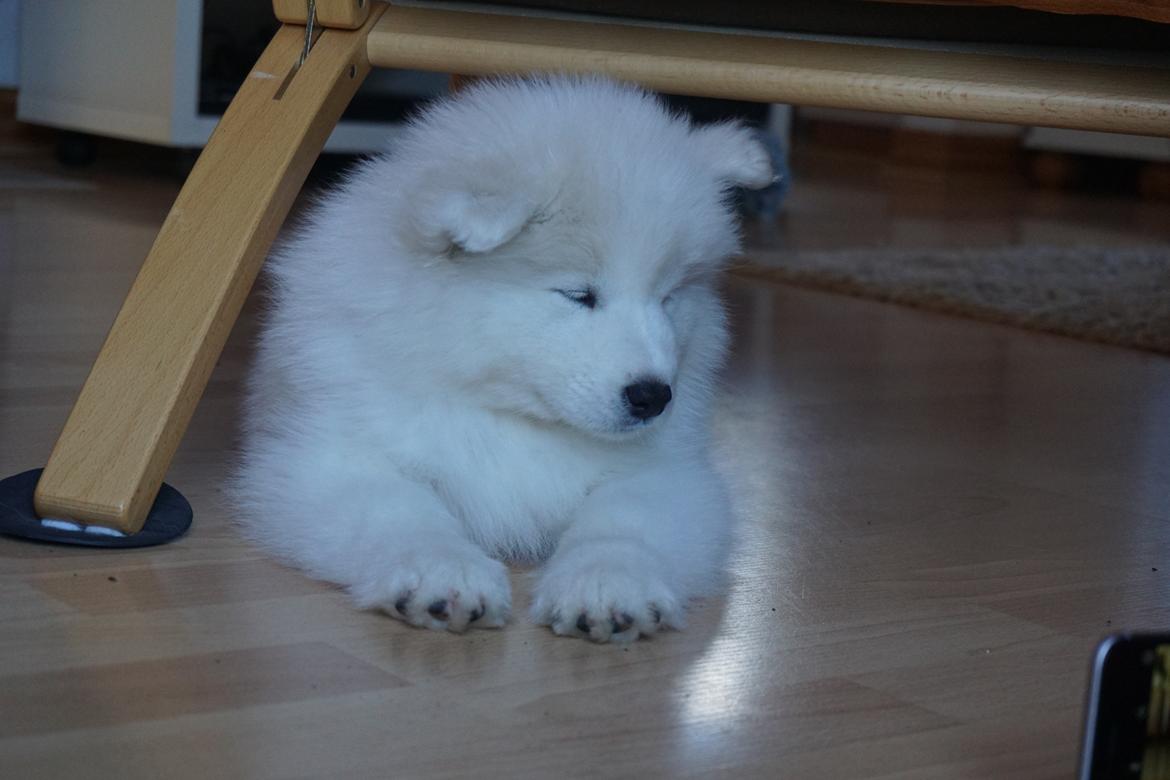 Samojedhund White Samara's Express Estella billede 7