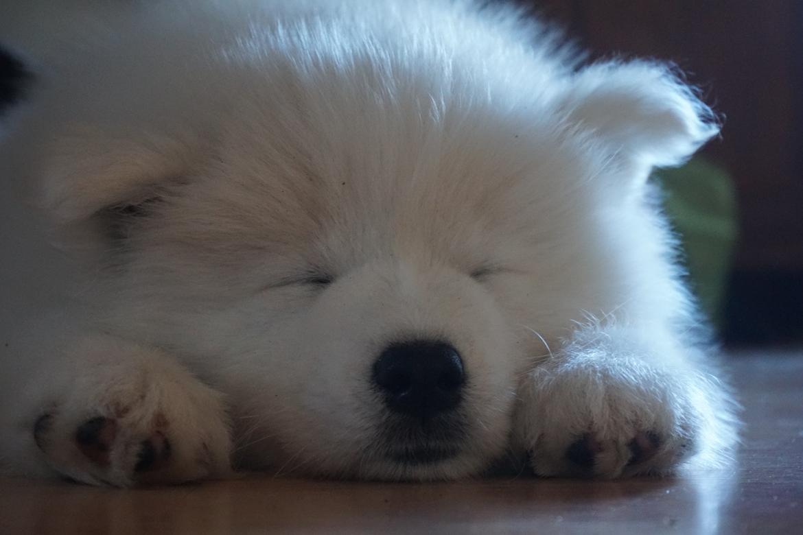 Samojedhund White Samara's Express Estella billede 8