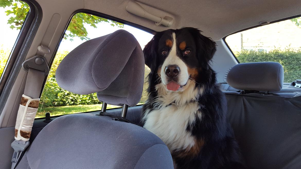 Berner sennenhund Brogårds Daisy(Freja i daglig tale) billede 23