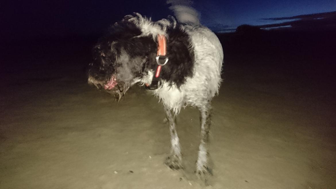 Blanding af racer Rollo <3 billede 7