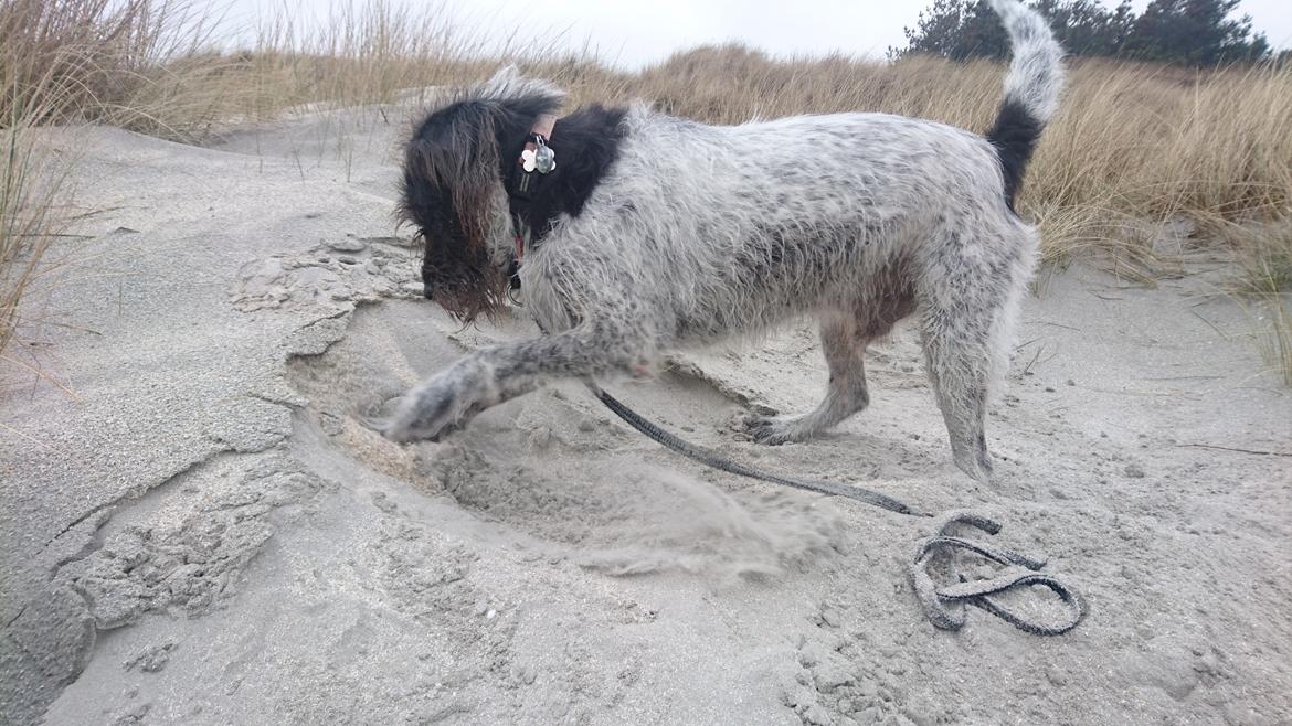 Blanding af racer Rollo <3 billede 10