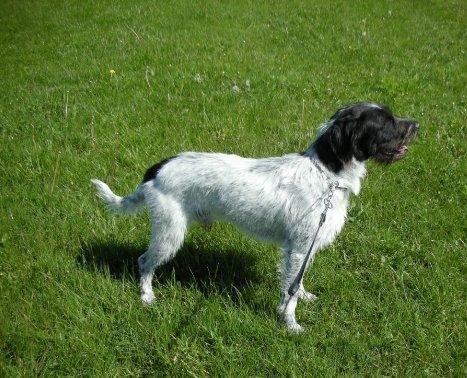 Blanding af racer Rollo <3 billede 12