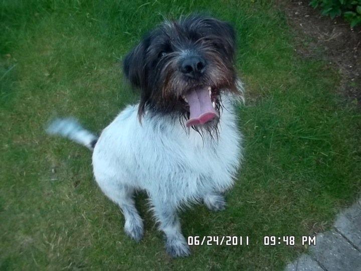 Blanding af racer Rollo <3 billede 17