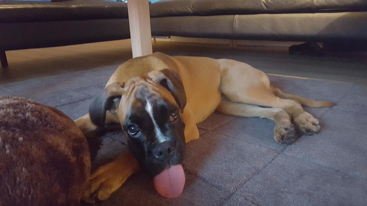 Boxer Skovhøjs Rocko (Caesar) billede 18