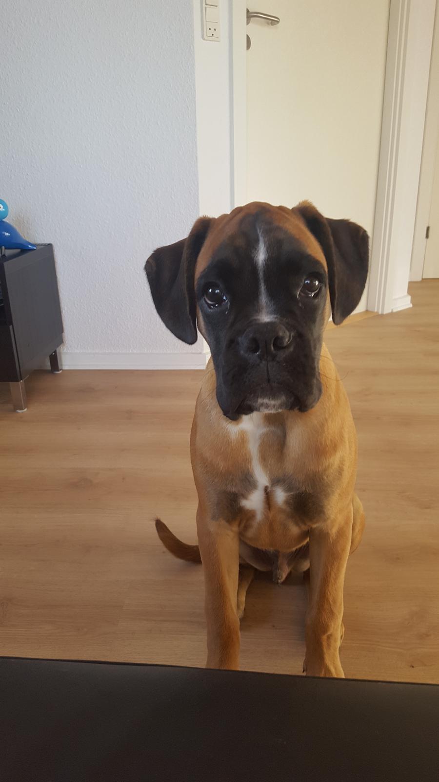 Boxer Skovhøjs Rocko (Caesar) billede 1