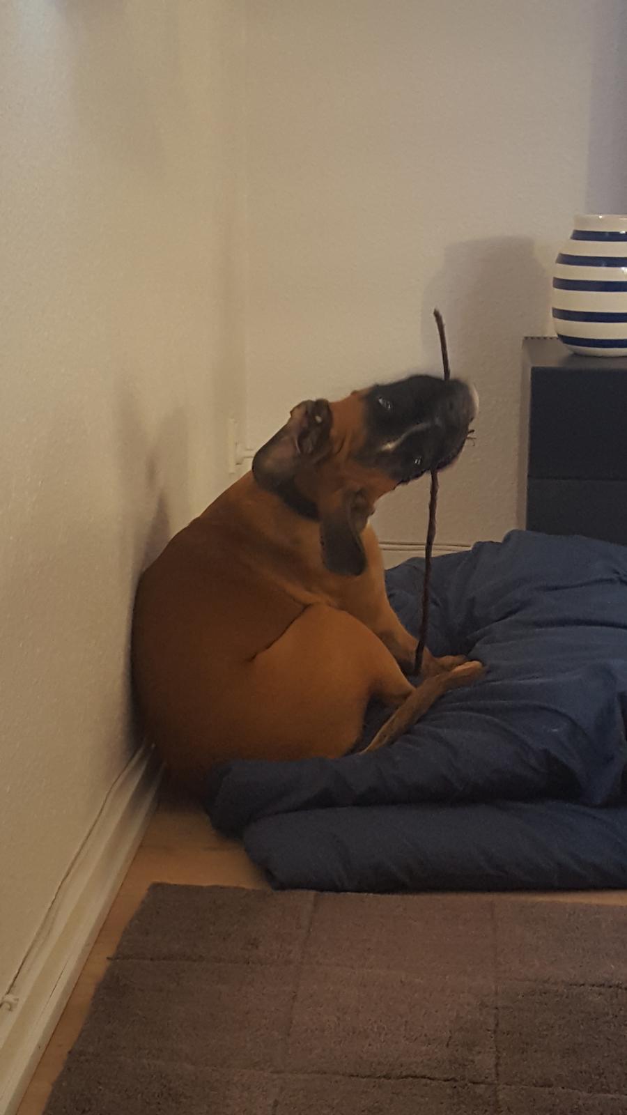 Boxer Skovhøjs Rocko (Caesar) billede 19