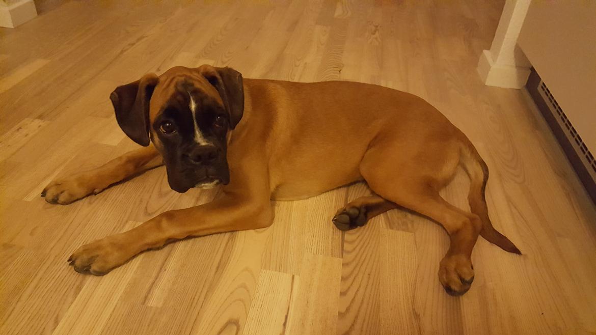 Boxer Skovhøjs Rocko (Caesar) billede 20