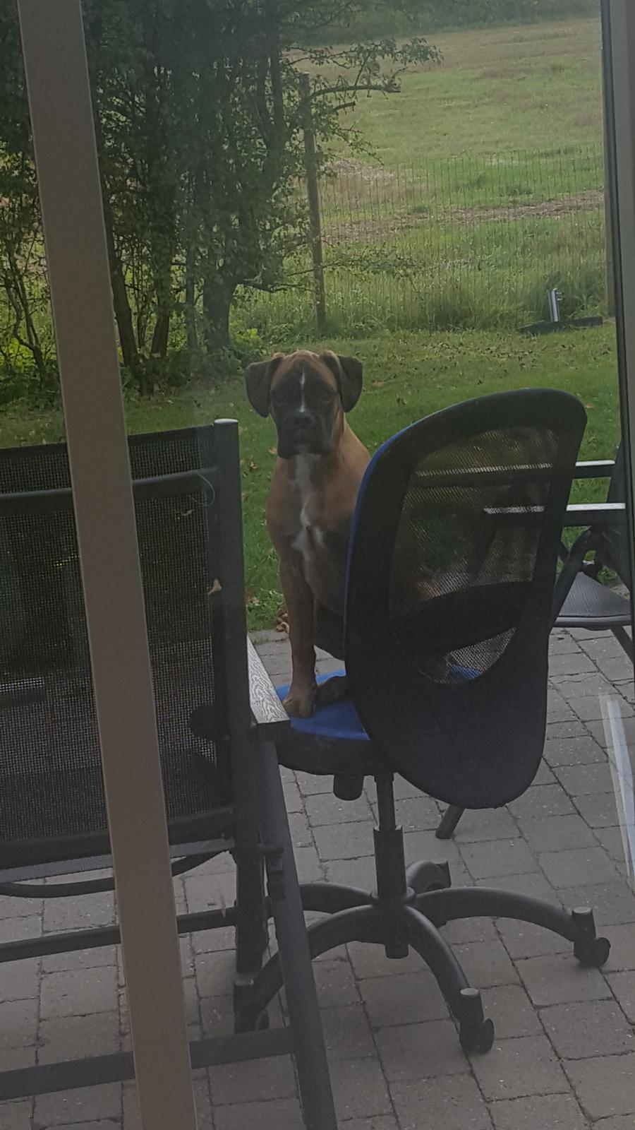 Boxer Skovhøjs Rocko (Caesar) billede 17