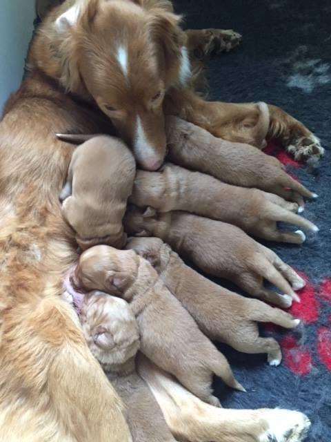 Nova scotia duck tolling retriever Springer Nova's Savanna Of Deye - hele kuldet. 2 uger. billede 13