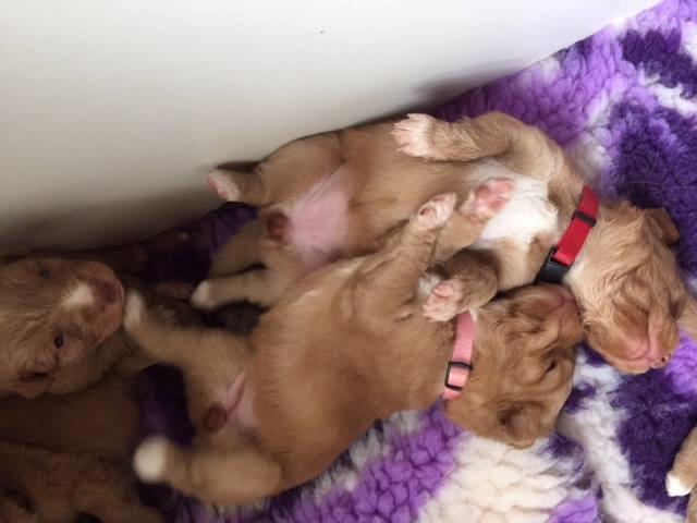 Nova scotia duck tolling retriever Springer Nova's Savanna Of Deye - Savanna og hendes søster. 2 uger og 4 dage. billede 12