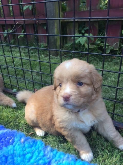 Nova scotia duck tolling retriever Springer Nova's Savanna Of Deye - 1 månede og 4 dage. billede 8