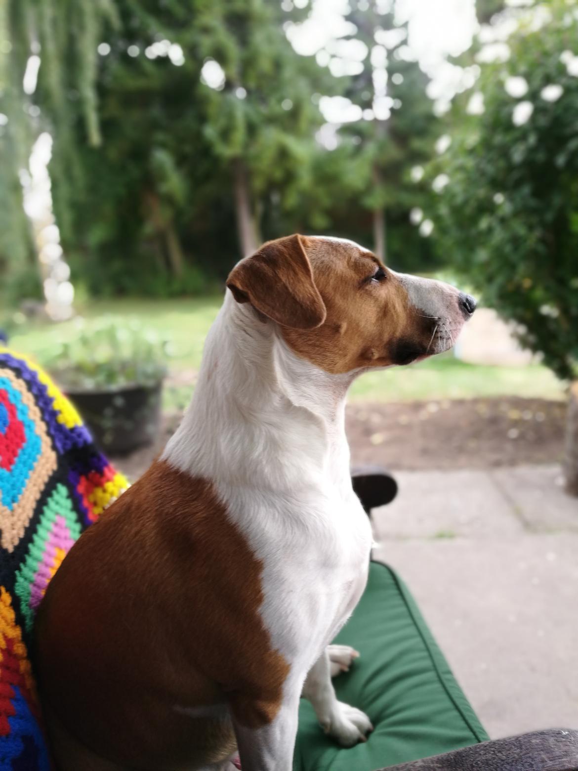 Blanding af racer Vega billede 1