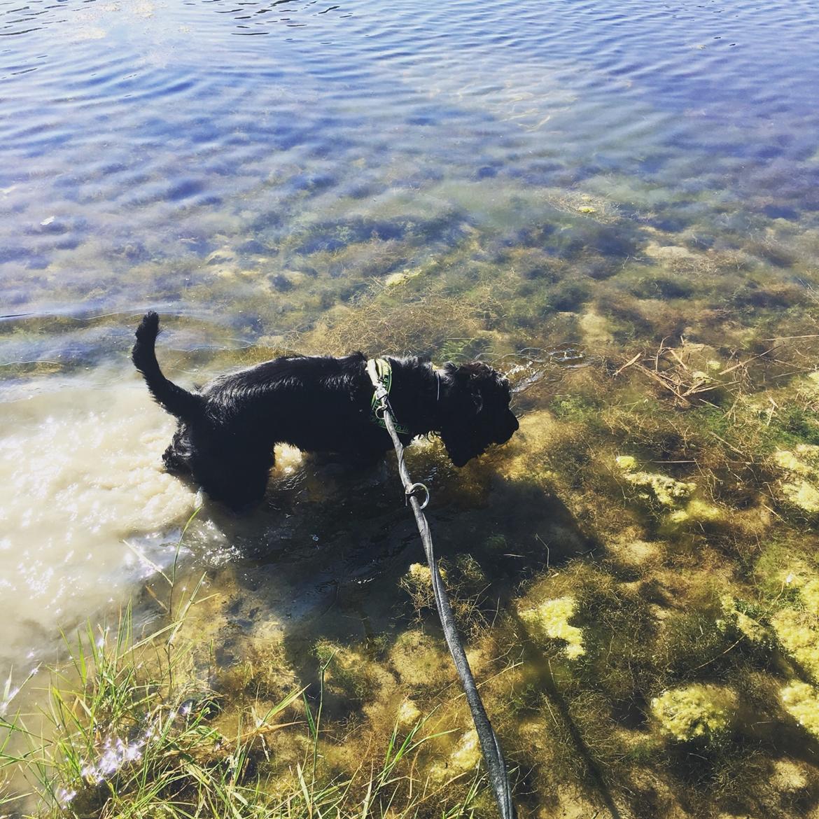 Cocker spaniel Koma billede 34