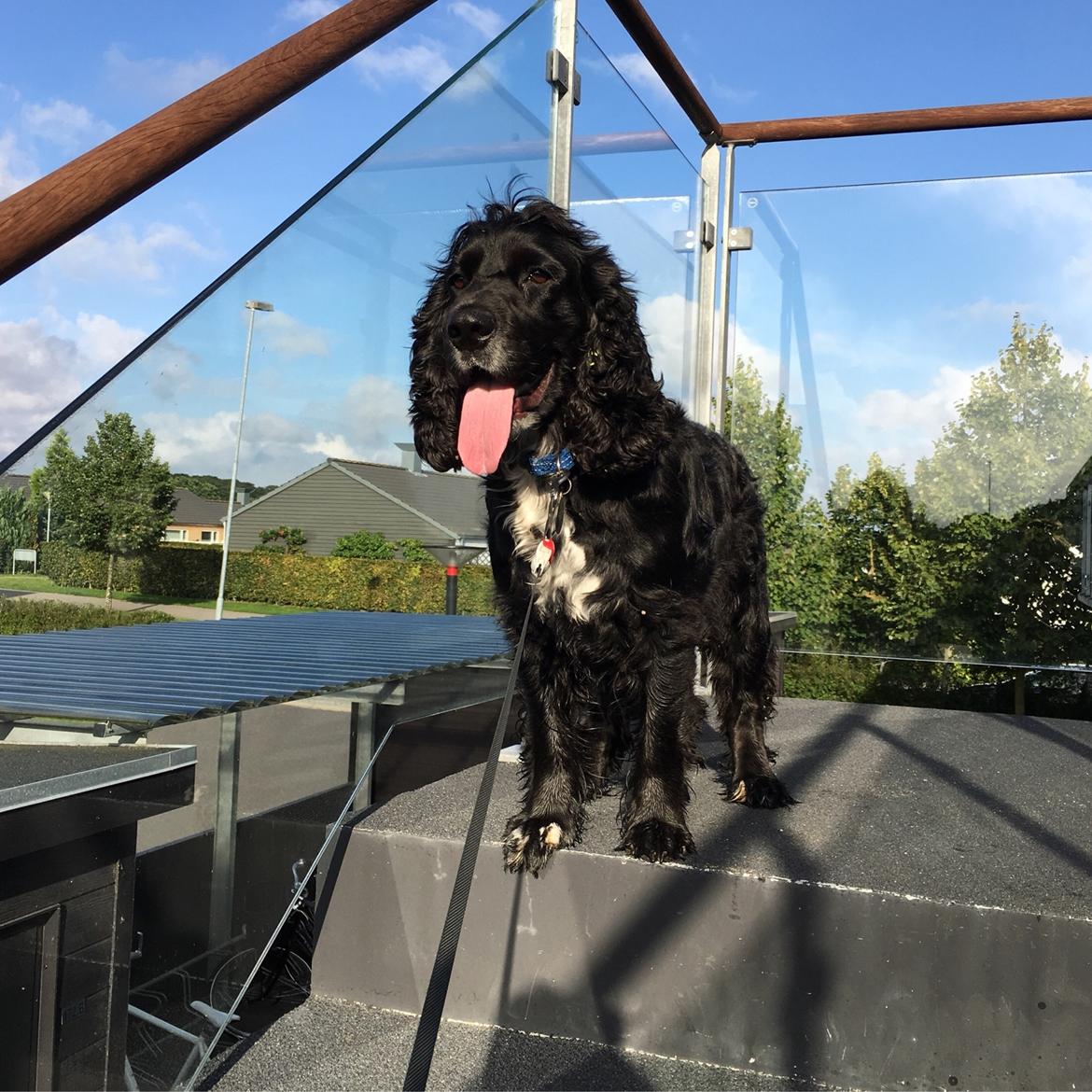 Cocker spaniel Koma billede 40