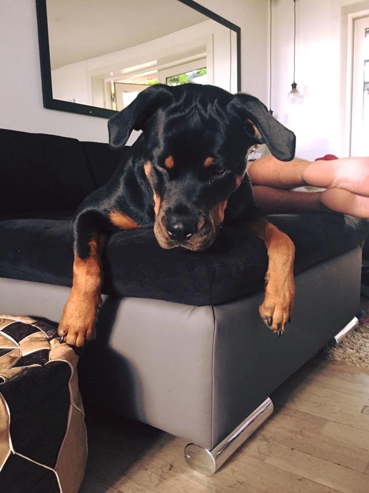 Rottweiler Malli billede 1