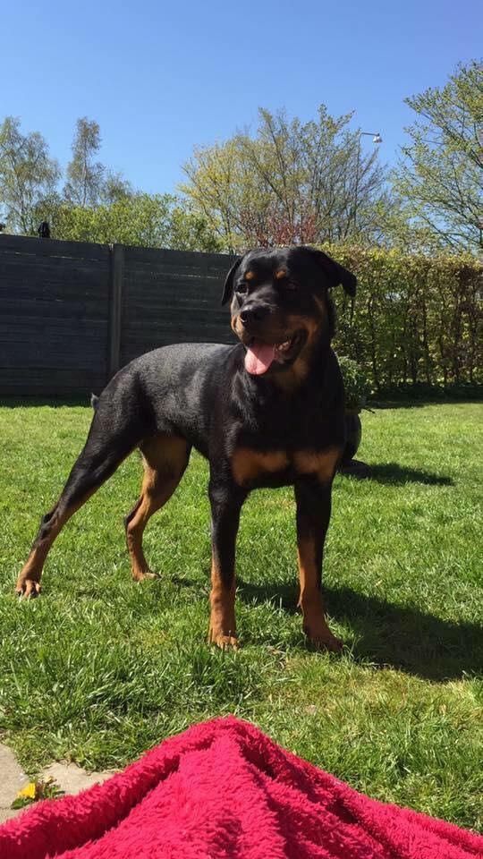 Rottweiler Malli billede 2