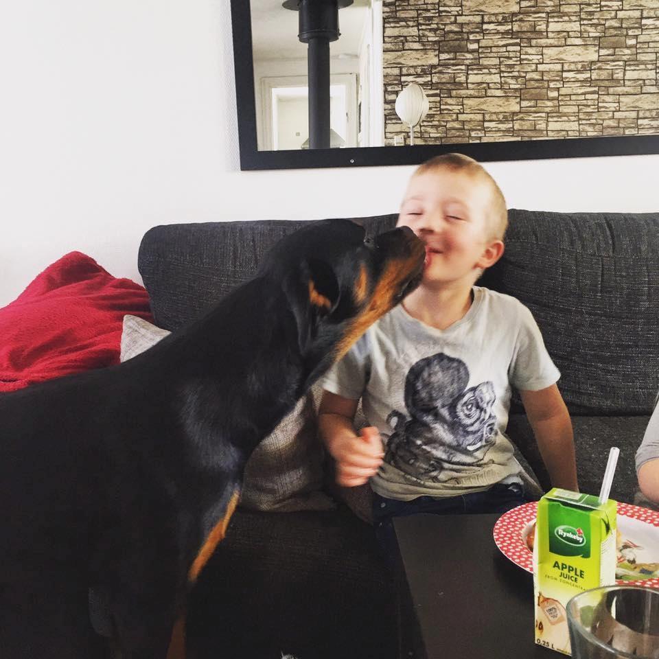 Rottweiler Malli billede 4