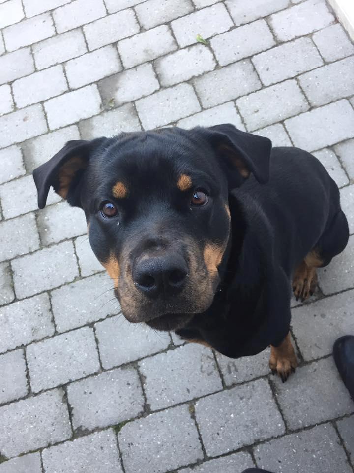 Rottweiler Malli billede 5