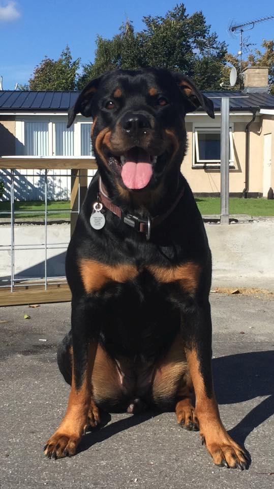 Rottweiler Malli billede 6