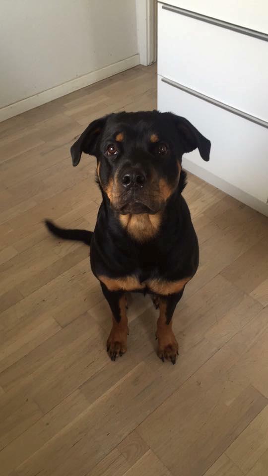 Rottweiler Malli billede 3