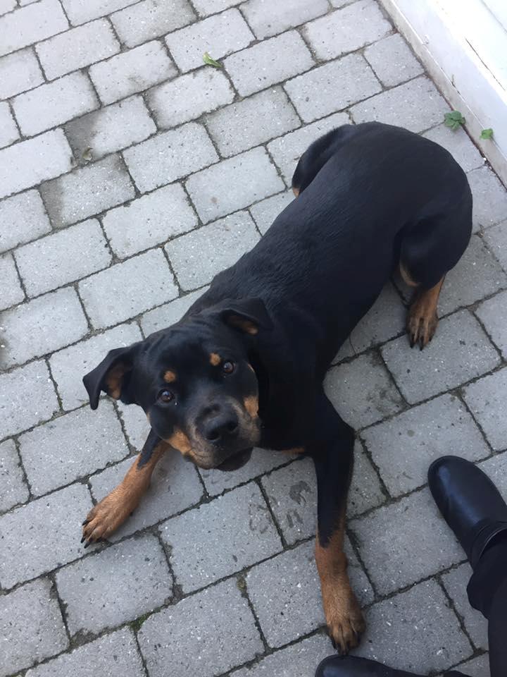 Rottweiler Malli billede 7