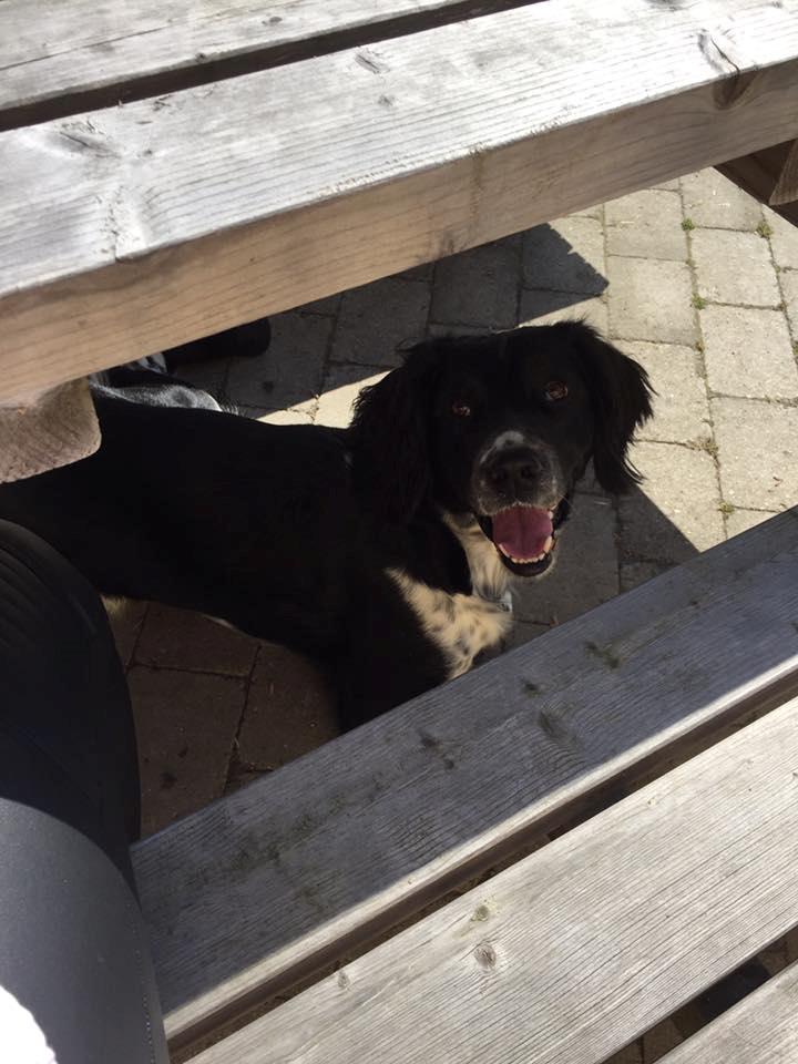 Engelsk springer spaniel Malthe  billede 1