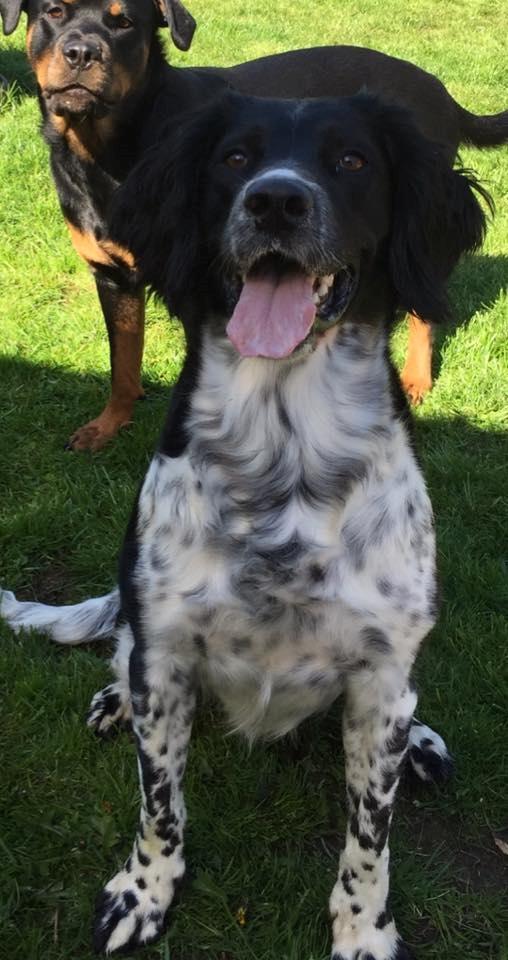 Engelsk springer spaniel Malthe  billede 3