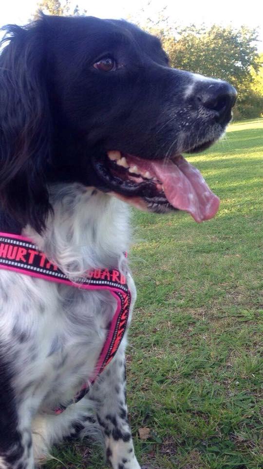 Engelsk springer spaniel Malthe  billede 4