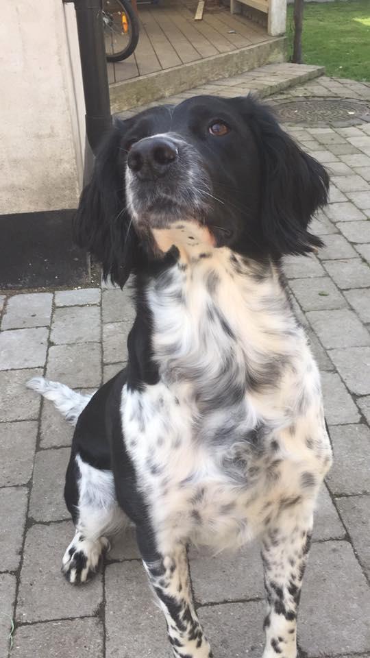 Engelsk springer spaniel Malthe  billede 2