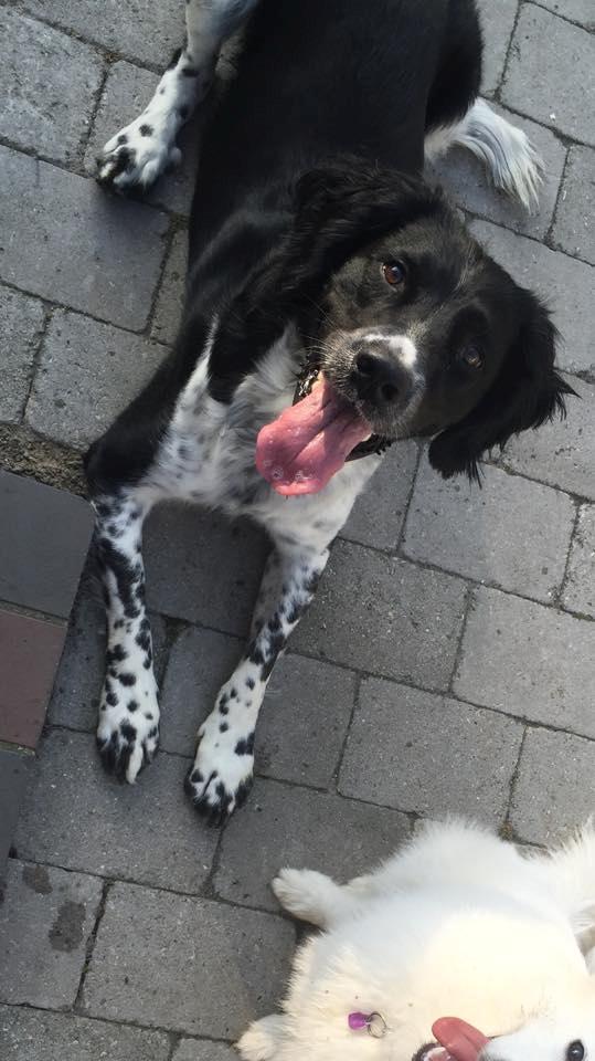 Engelsk springer spaniel Malthe  billede 5