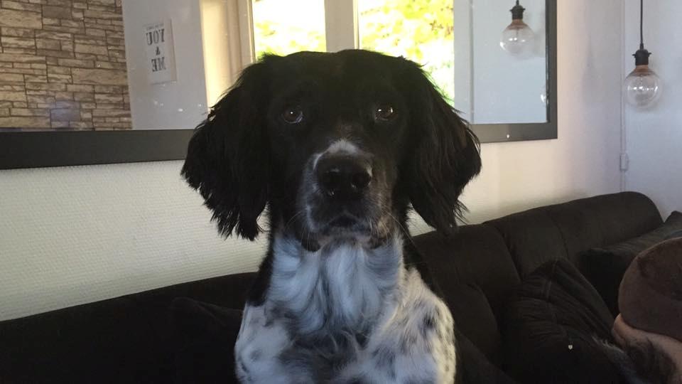 Engelsk springer spaniel Malthe  billede 6
