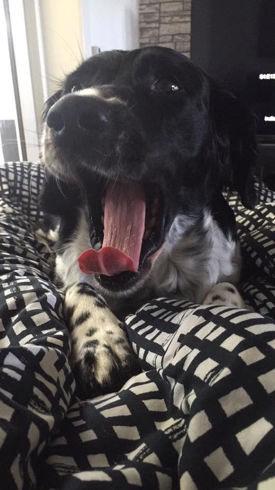 Engelsk springer spaniel Malthe  billede 9