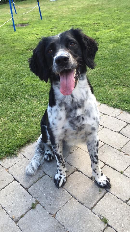 Engelsk springer spaniel Malthe  billede 10