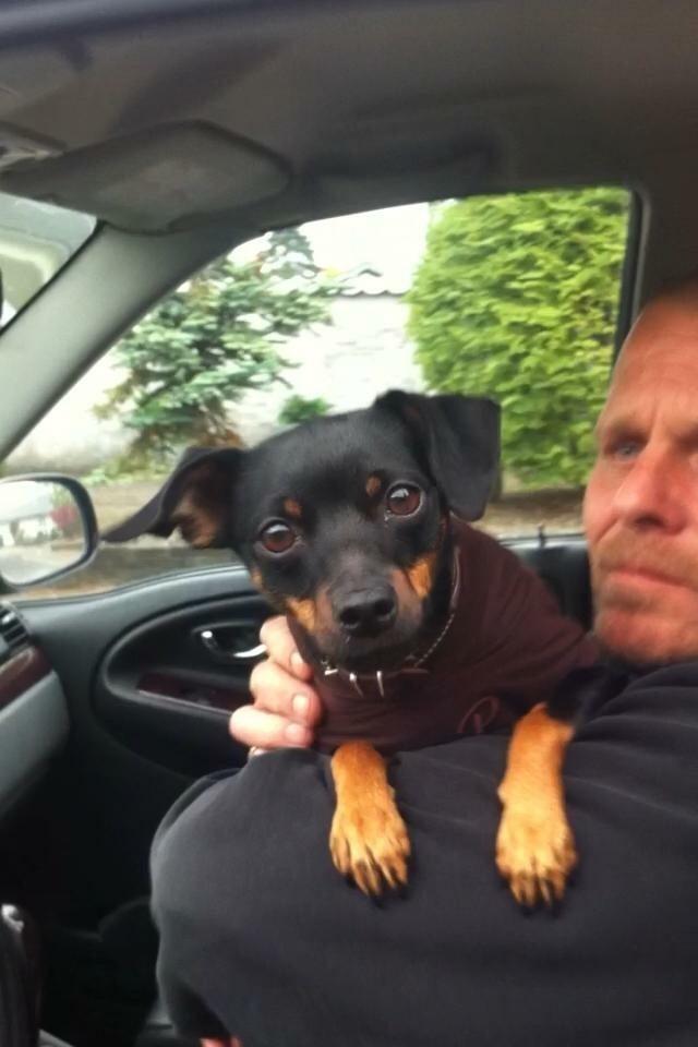 Prazsky krysarik Diva billede 5