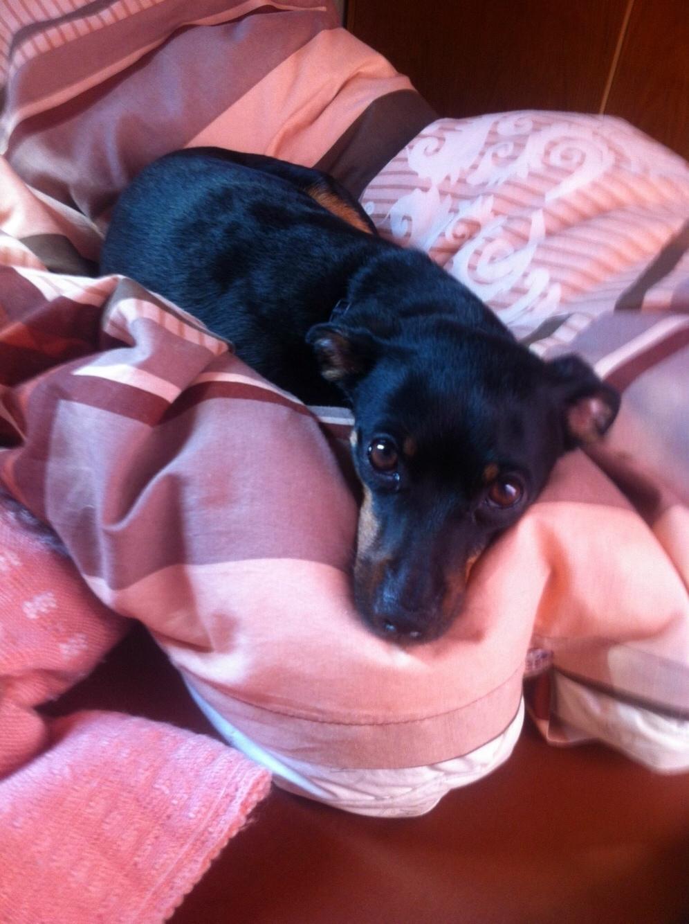 Prazsky krysarik Diva billede 3