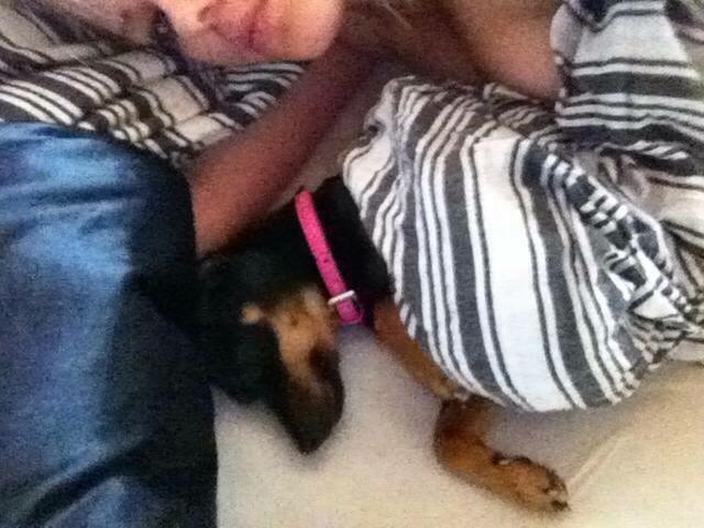 Prazsky krysarik Diva billede 8