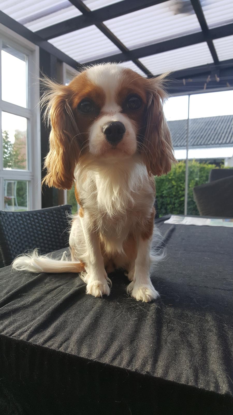 Cavalier king charles spaniel Wilma billede 2