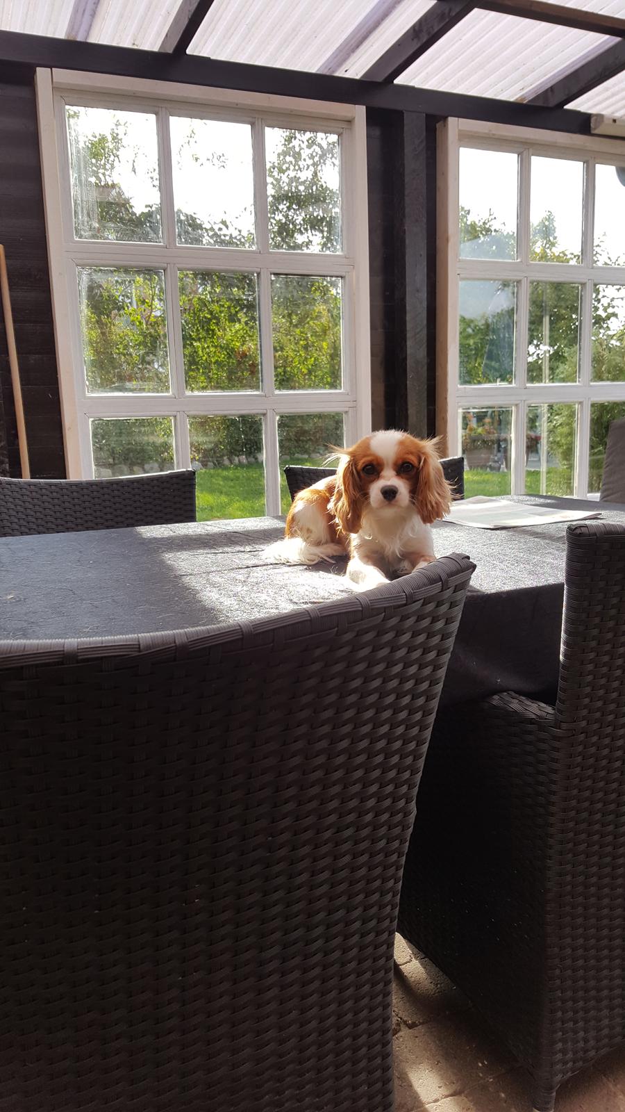 Cavalier king charles spaniel Wilma billede 3