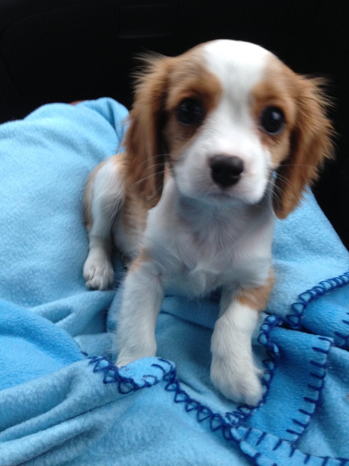 Cavalier king charles spaniel Wilma billede 4