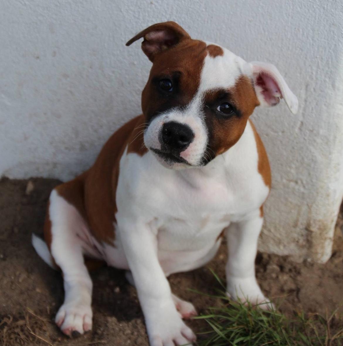 Staffordshire bull terrier * QT * billede 4